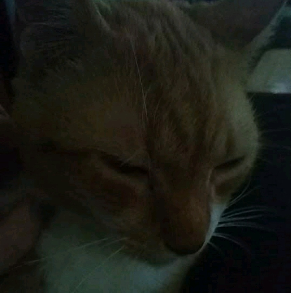 Meet your Posher, Sam